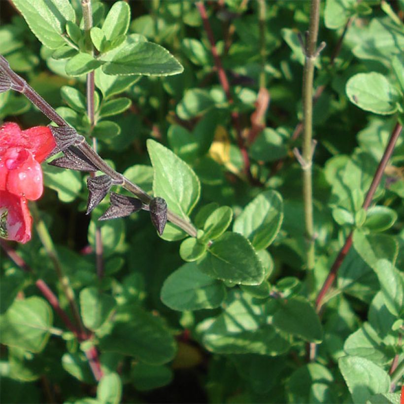 Keijunsalvia Royal Bumble (Lehvistö)