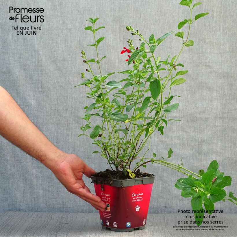 Esimerkki kesällä toimitetusta Keijunsalvia Royal Bumble Ruukku 2L / 3L-taimesta
