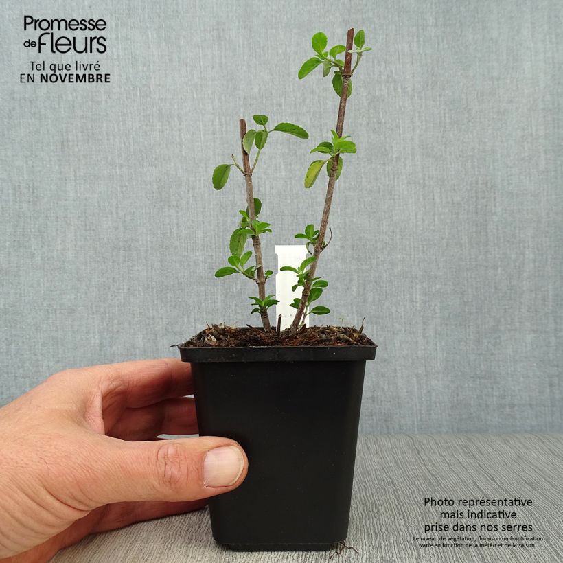 Esimerkki syksyllä toimitetusta Keijunsalvia Royal Bumble 8/9 cm taimiruukku-taimesta