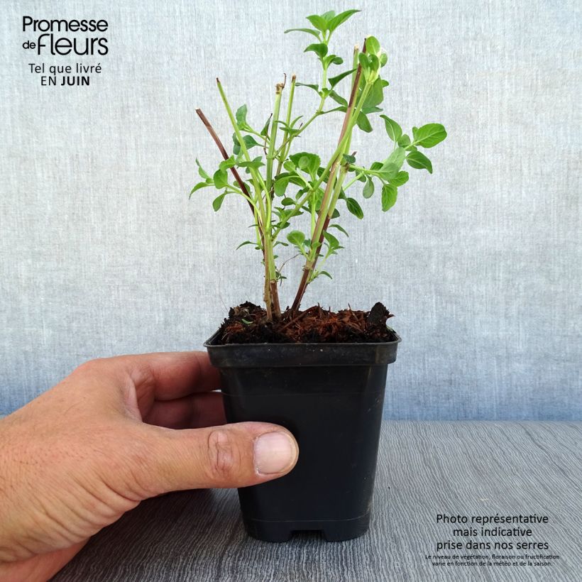 Esimerkki kesällä toimitetusta Keijunsalvia Royal Bumble Taimiruukku 8/9 cm-taimesta