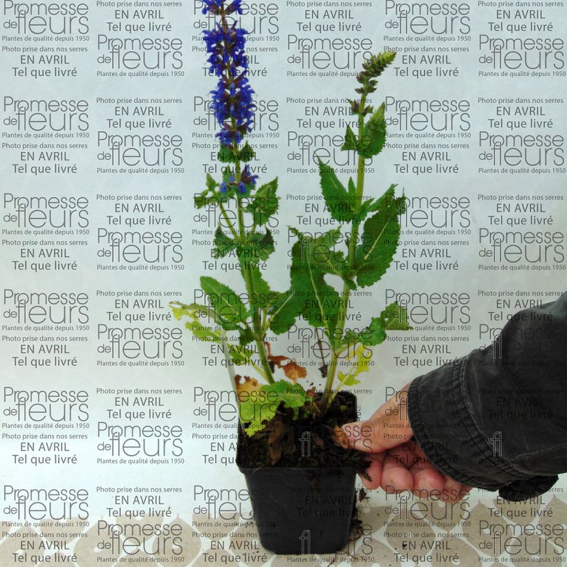 Esimerkki toimitetusta Lehtosalvia April Night Godet de 8/9 cm-taimesta