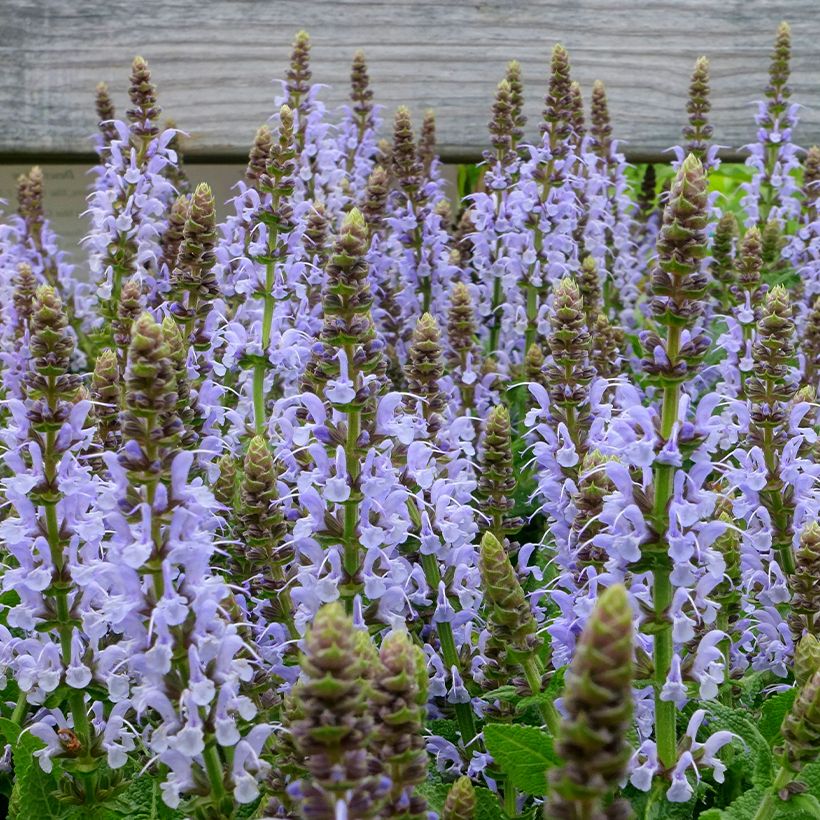 Lehtosalvia Bumblesky (Kukinta)