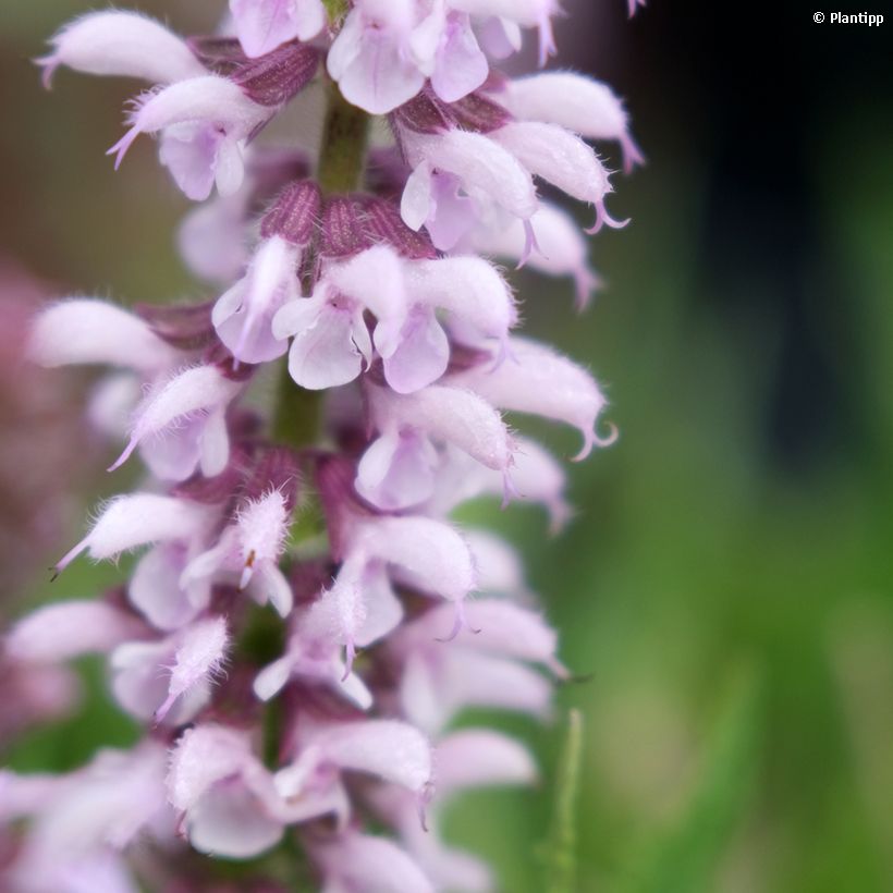 Lehtosalvia Feathers Flamingo (Kukinta)