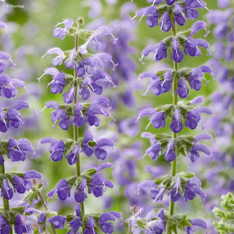 Lehtosalvia Feathers Peacock (Kukinta)