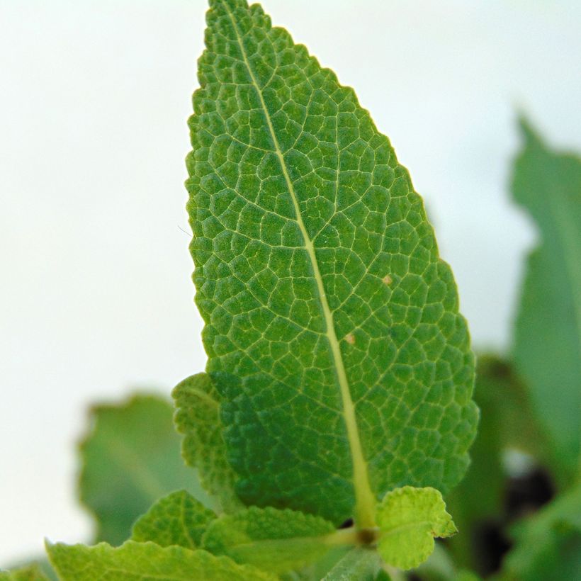 Lehtosalvia Mainacht (Lehvistö)