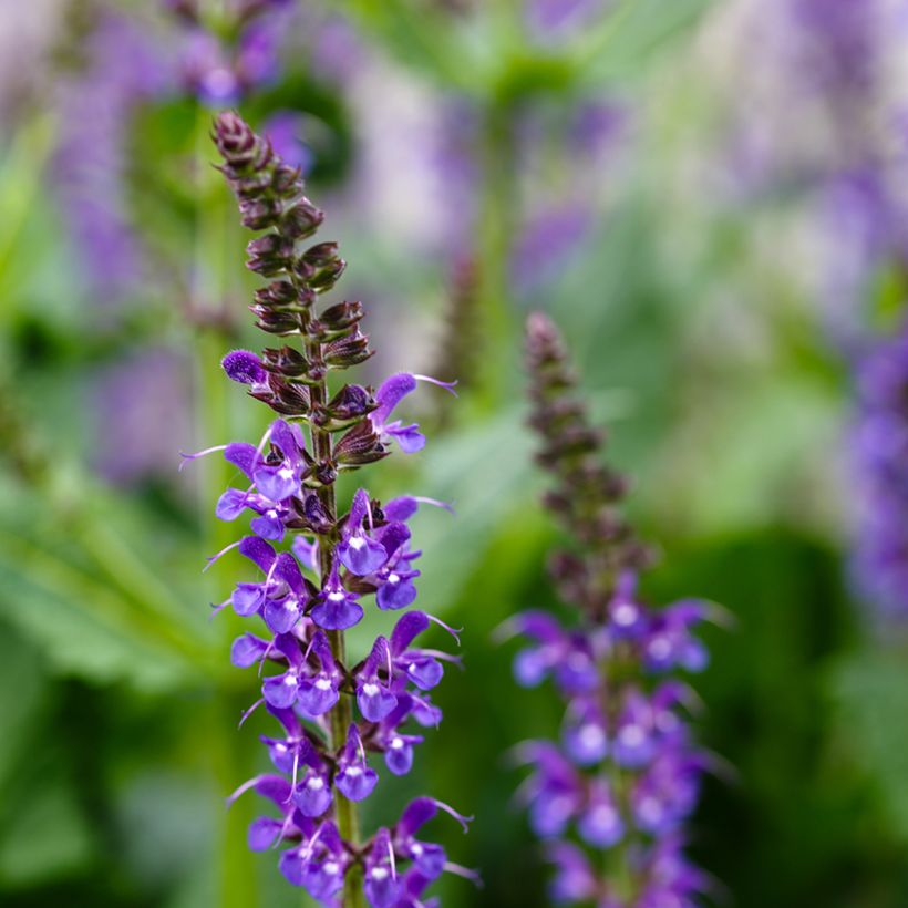 Lehtosalvia Mainacht (Kukinta)