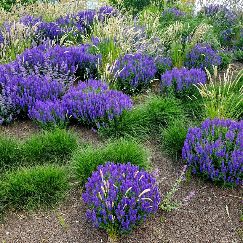 Lehtosalvia Mainacht (Kasvutapa)