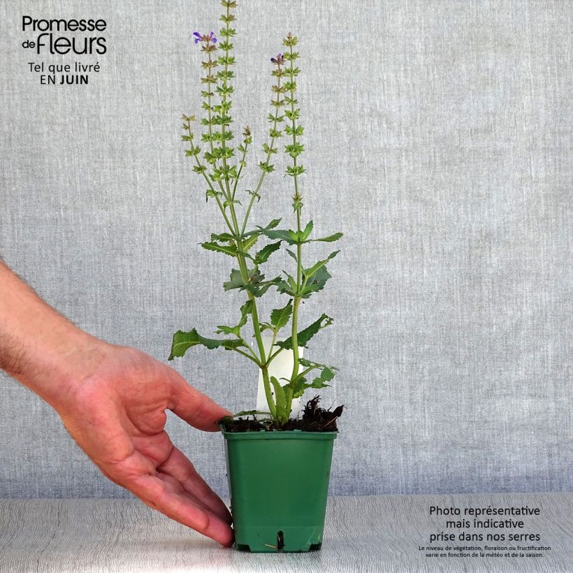 Esimerkki kesällä toimitetusta Lehtosalvia Mainacht Taimiruukku 8/9 cm-taimesta