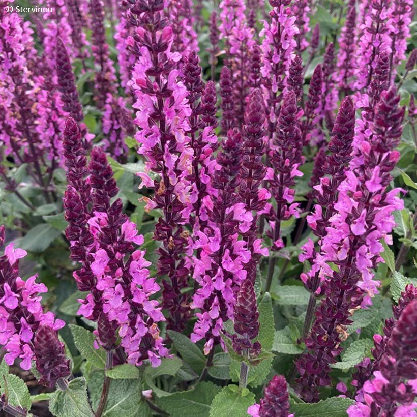 Lehtosalvia Midnight Rose (Kukinta)