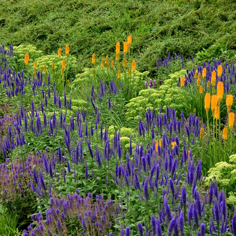 Lehtosalvia Ostfriesland (Kasvutapa)