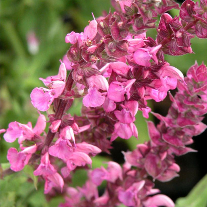 Lehtosalvia Rose Queen (Kukinta)
