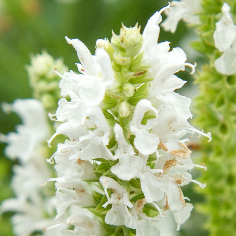 Lehtosalvia Salute White (Kukinta)