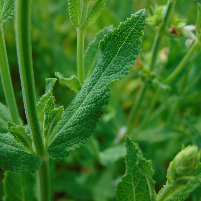Lehtosalvia Schneehügel (Lehvistö)