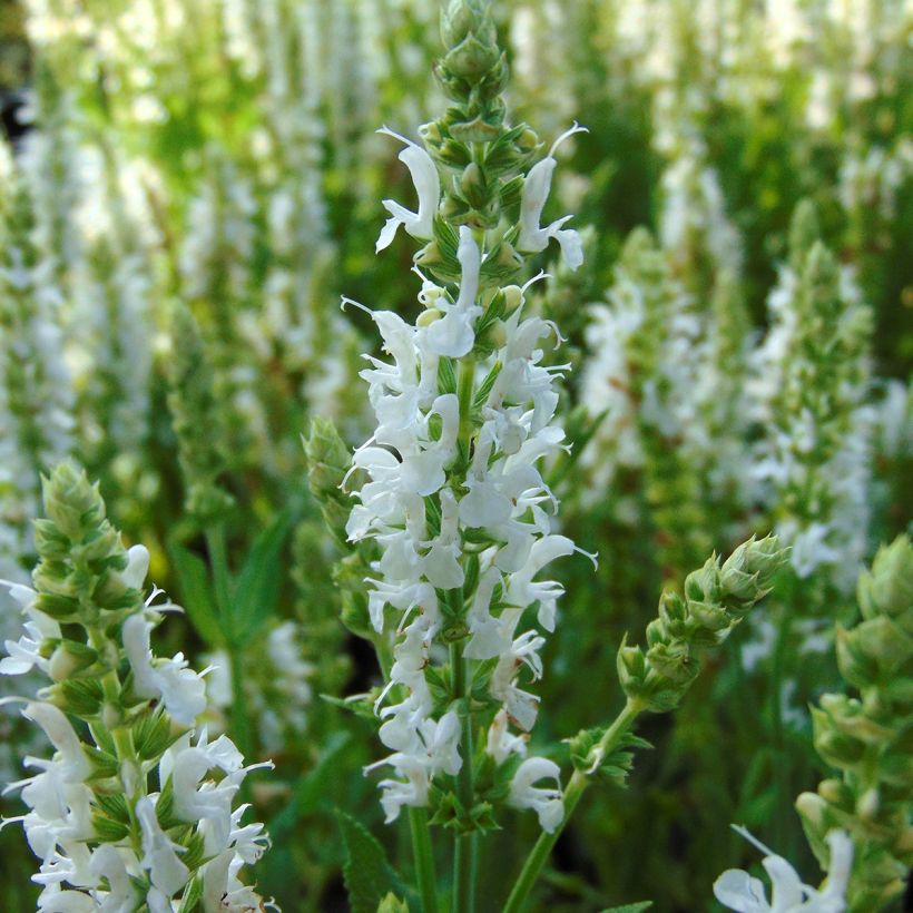 Lehtosalvia Schneehügel (Kukinta)