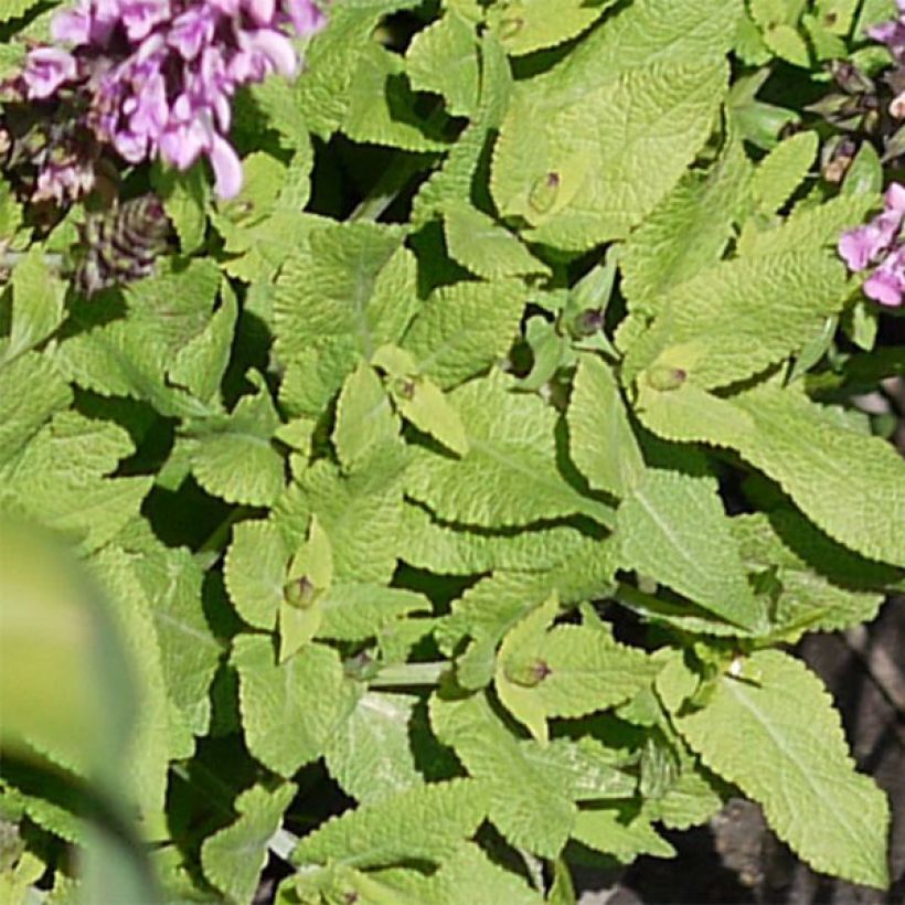 Lehtosalvia Sensation Rose (Lehvistö)