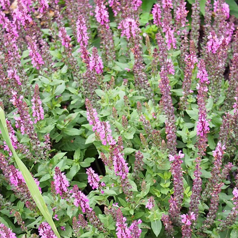 Lehtosalvia Sensation Rose (Kukinta)