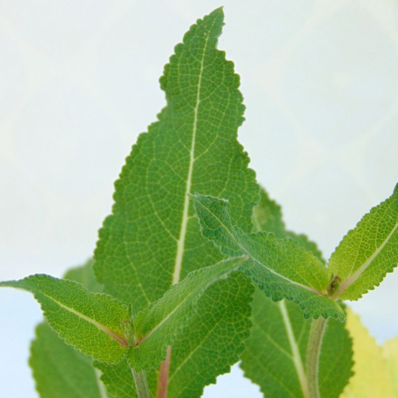 Lehtosalvia Serenade (Lehvistö)