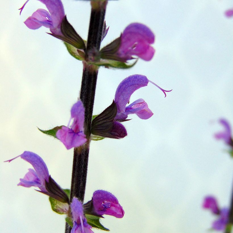 Lehtosalvia Serenade (Kukinta)
