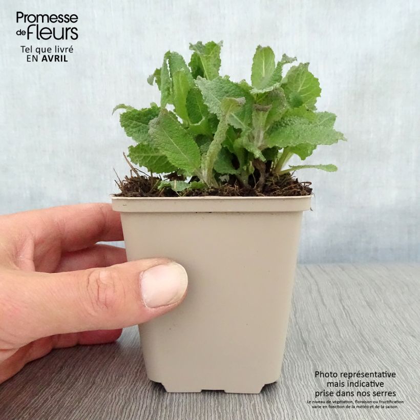 Esimerkki keväällä toimitetusta Lehtosalvia Serenade Godet de 8/9 cm-taimesta