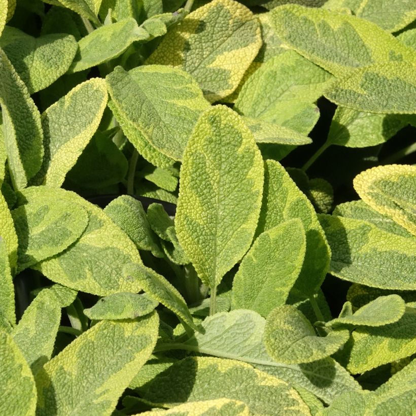 Ryytisalvia Aurea (Lehvistö)