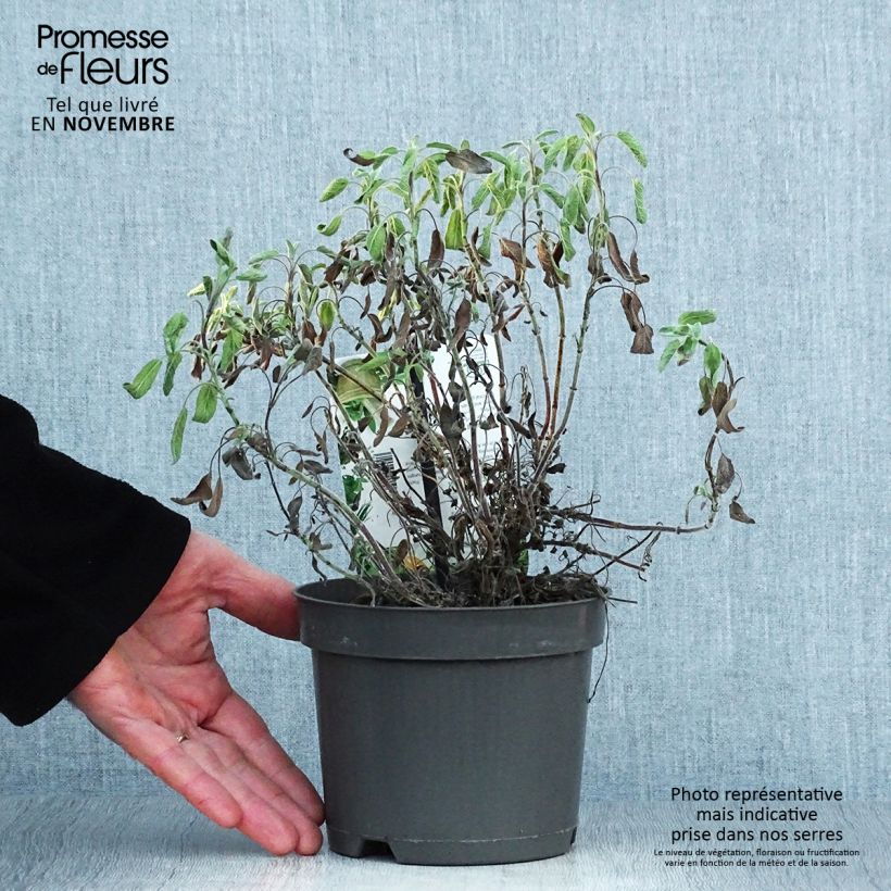 Esimerkki syksyllä toimitetusta Ryytisalvia Icterina 1,5 litran / 2 litran kannu-taimesta