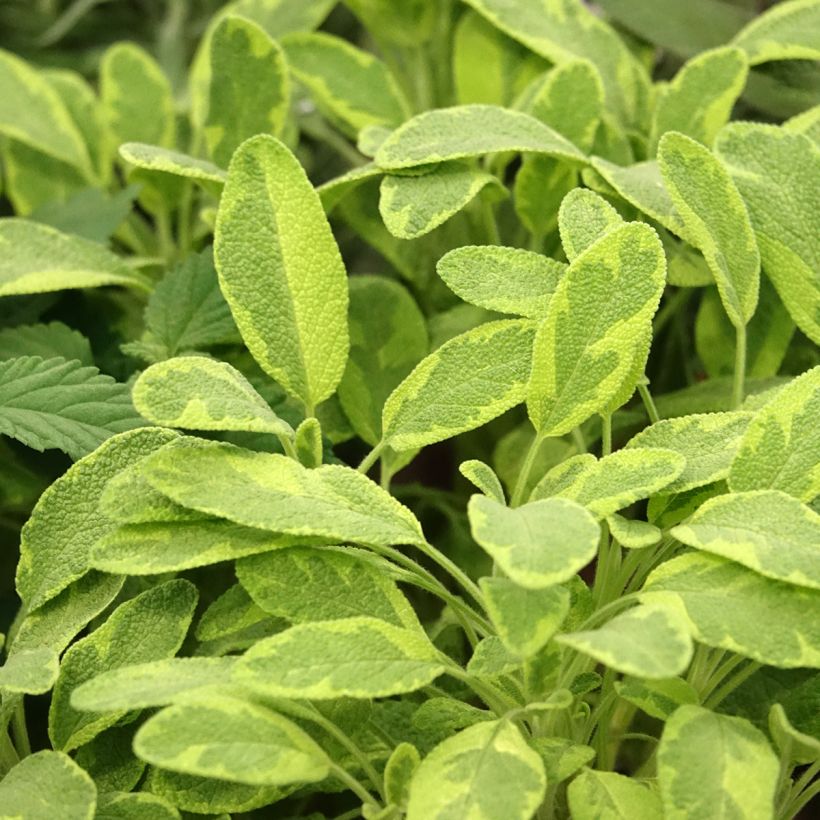 Ryytisalvia Icterina (Lehvistö)