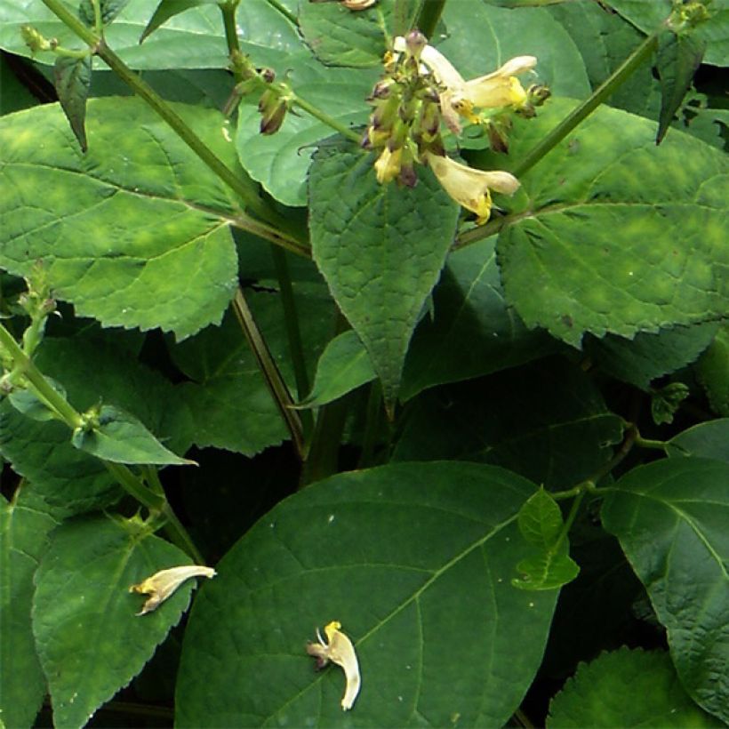 Keijunsalvia - Salvia omeiana (Lehvistö)