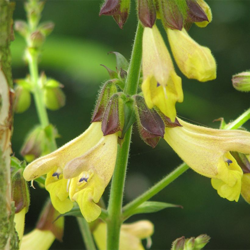 Keijunsalvia - Salvia omeiana (Kukinta)