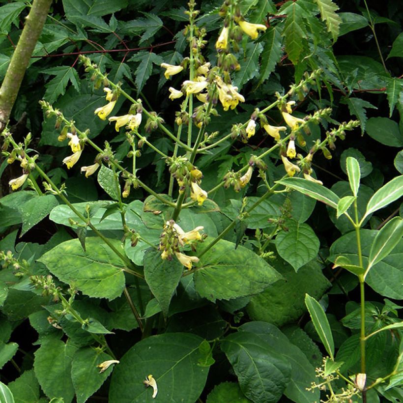Keijunsalvia - Salvia omeiana (Kasvutapa)