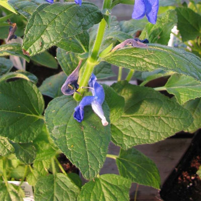 Sinisalvia Royal Blue (Lehvistö)