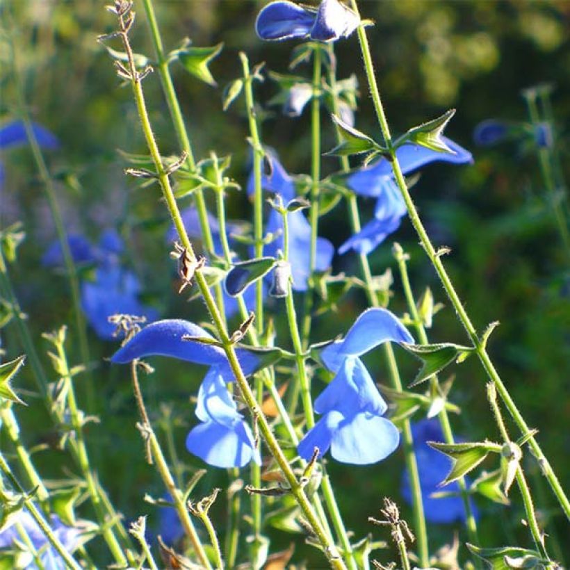 Sinisalvia Royal Blue (Kukinta)