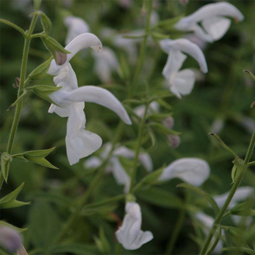 Sinisalvia White Trophy (Kukinta)