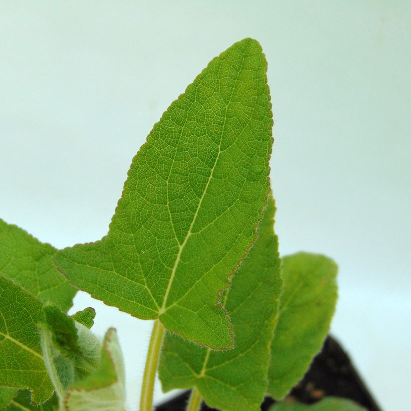 Sinisalvia White Trophy (Lehvistö)