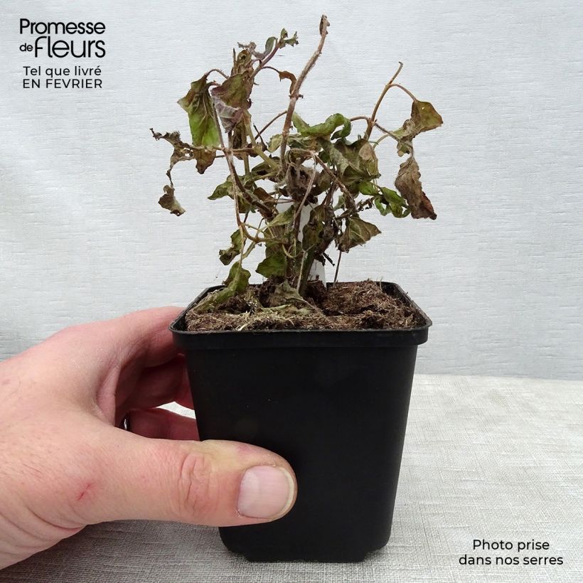 Esimerkki talvella toimitetusta Sinisalvia White Trophy 8/9 cm taimiruukku-taimesta