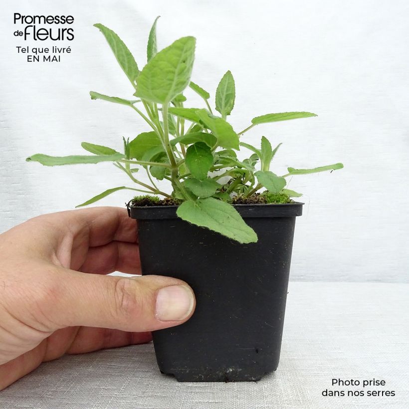 Esimerkki keväällä toimitetusta Sinisalvia White Trophy Godet de 8/9 cm-taimesta