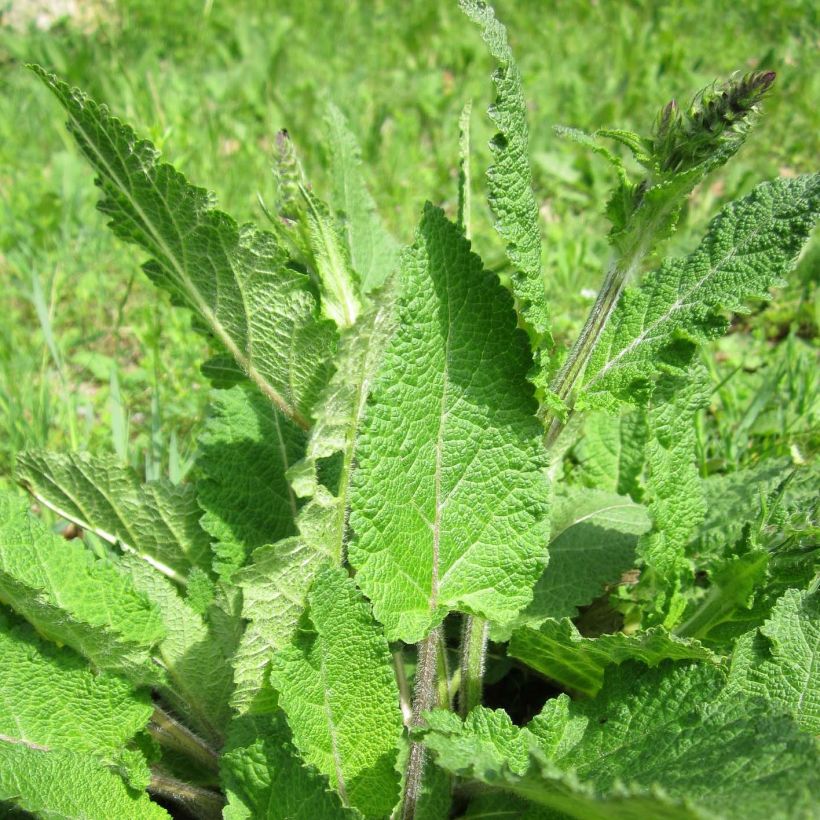 Niittysalvia - Salvia pratensis (Lehvistö)
