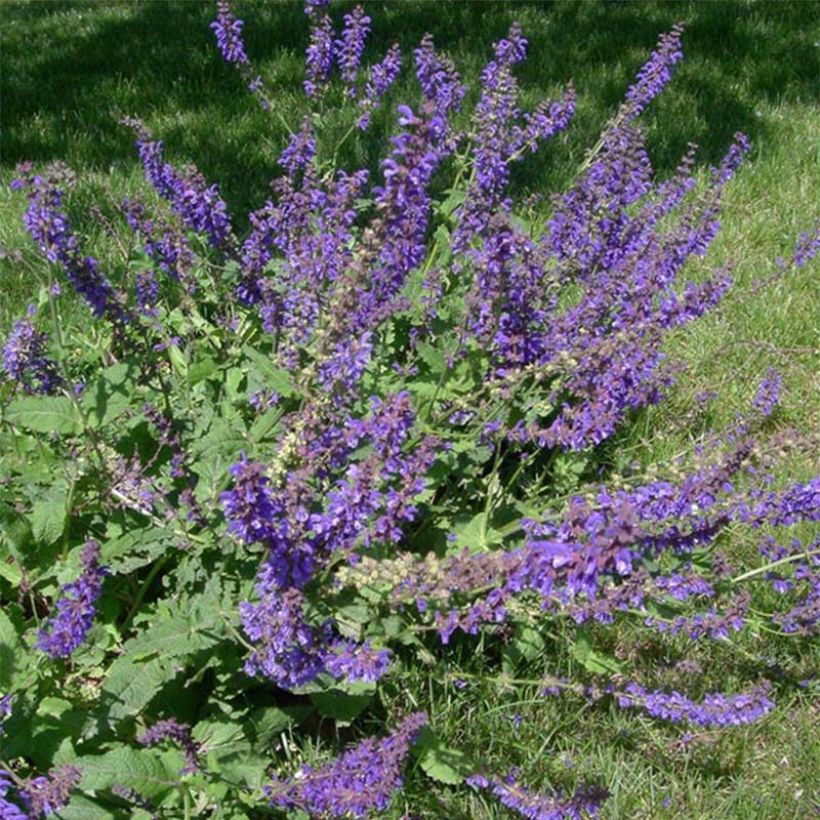 Niittysalvia - Salvia pratensis (Kukinta)