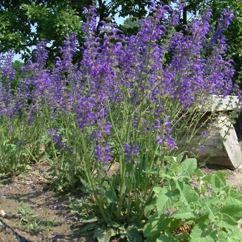 Niittysalvia - Salvia pratensis (Kasvutapa)