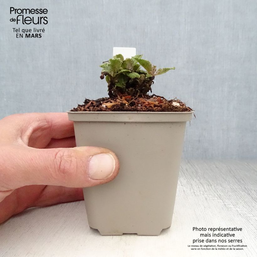 Esimerkki keväällä toimitetusta Niittysalvia Eveline Taimiruukku 8/9 cm-taimesta