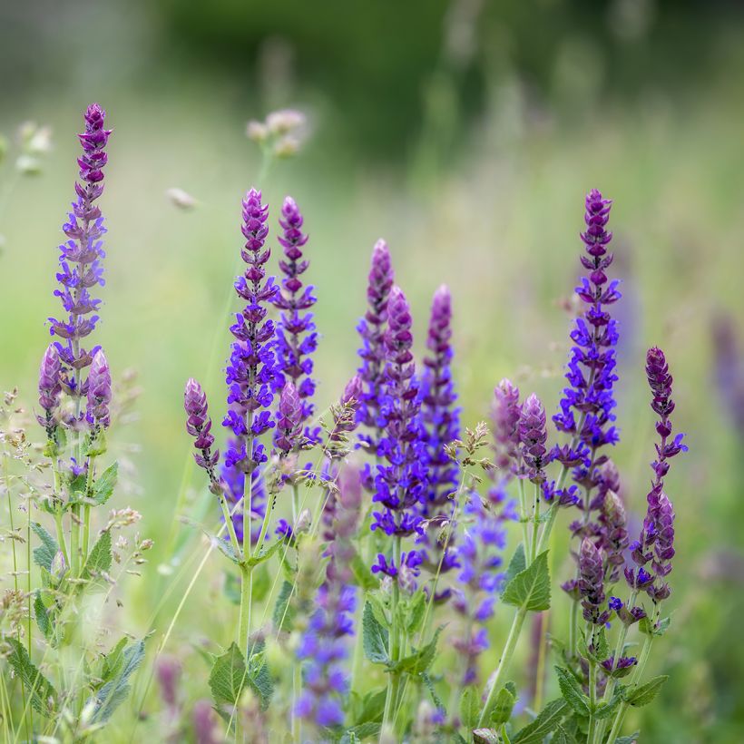 Niittysalvia Lyrical Blues (Kasvutapa)