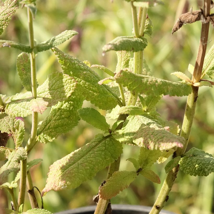 Niittysalvia Lyrical Blues (Lehvistö)