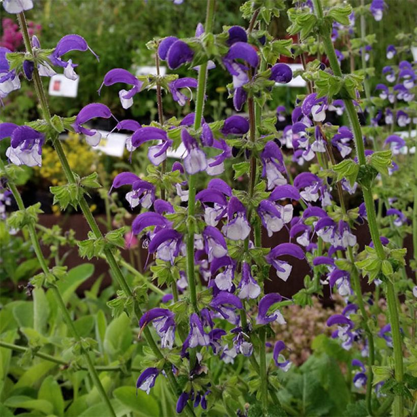 Niittysalvia Madeline (Kukinta)