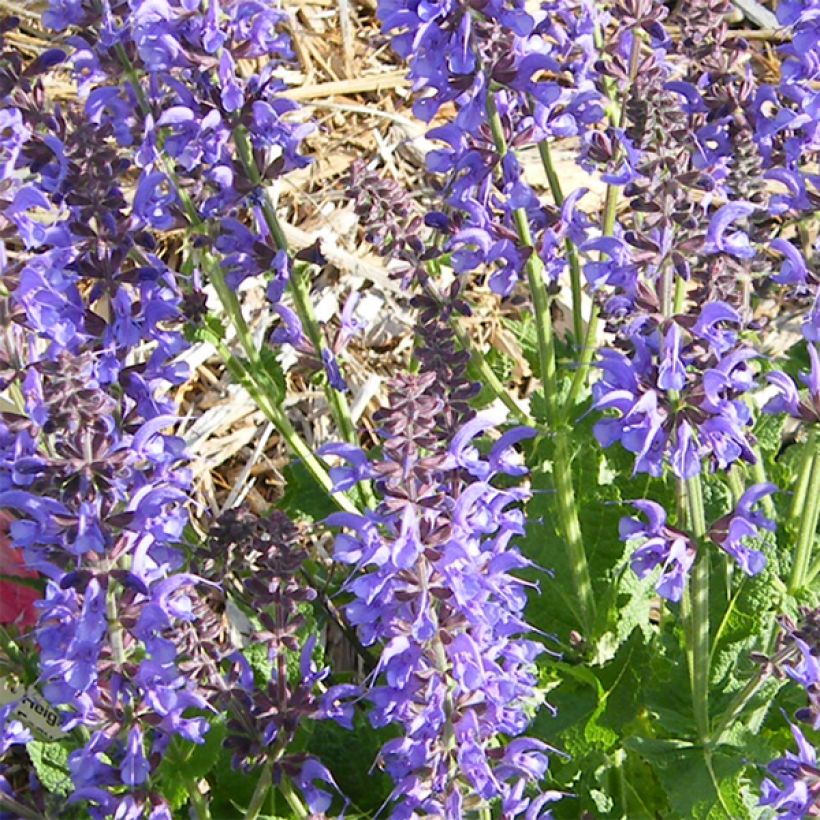 Loistosalvia Rhapsody in Blue (Kukinta)