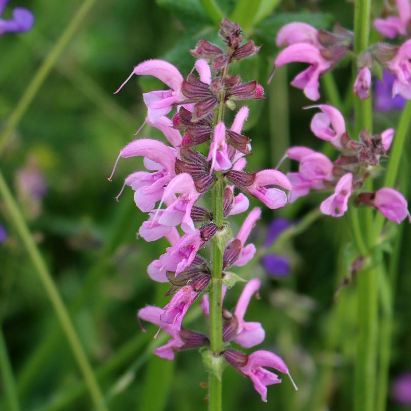 Niittysalvia Rose Rhapsody (Kukinta)