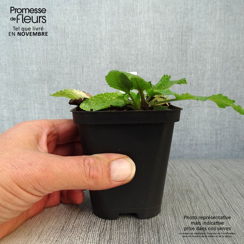 Esimerkki syksyllä toimitetusta Niittysalvia - Salvia pratensis 8/9 cm taimiruukku-taimesta