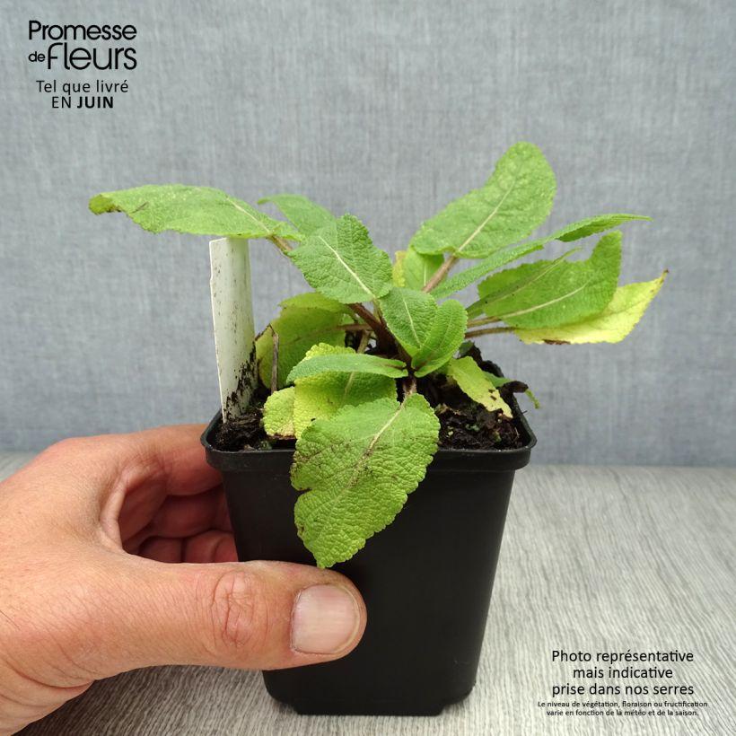 Esimerkki kesällä toimitetusta Niittysalvia - Salvia pratensis Godet de 8/9 cm-taimesta