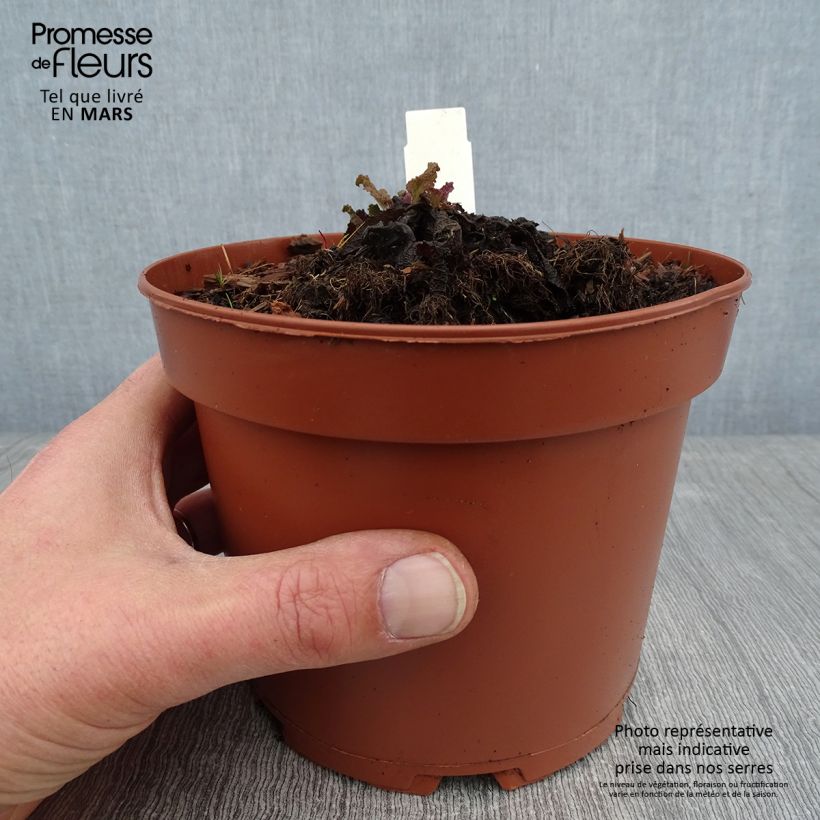 Esimerkki talvella toimitetusta Niittysalvia - Salvia pratensis 2 litran/3 litran ruukku-taimesta