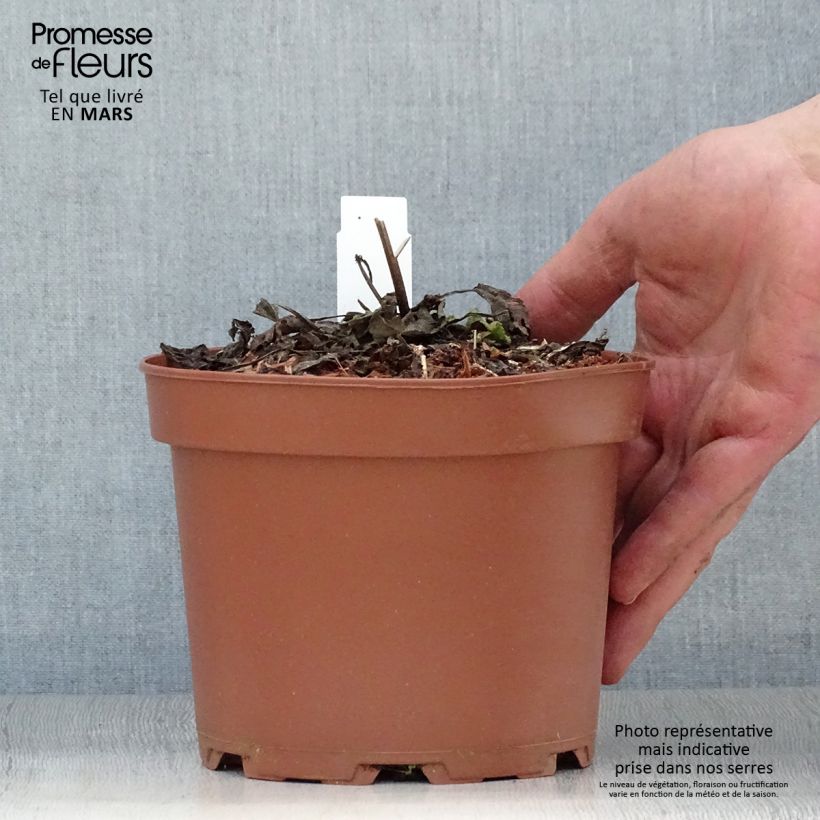 Esimerkki keväällä toimitetusta Niittysalvia - Salvia pratensis Pot de 2L/3L-taimesta