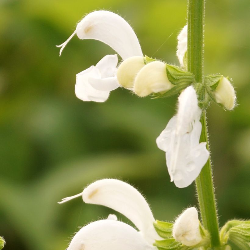 Niittysalvia Swan Lake (Kukinta)