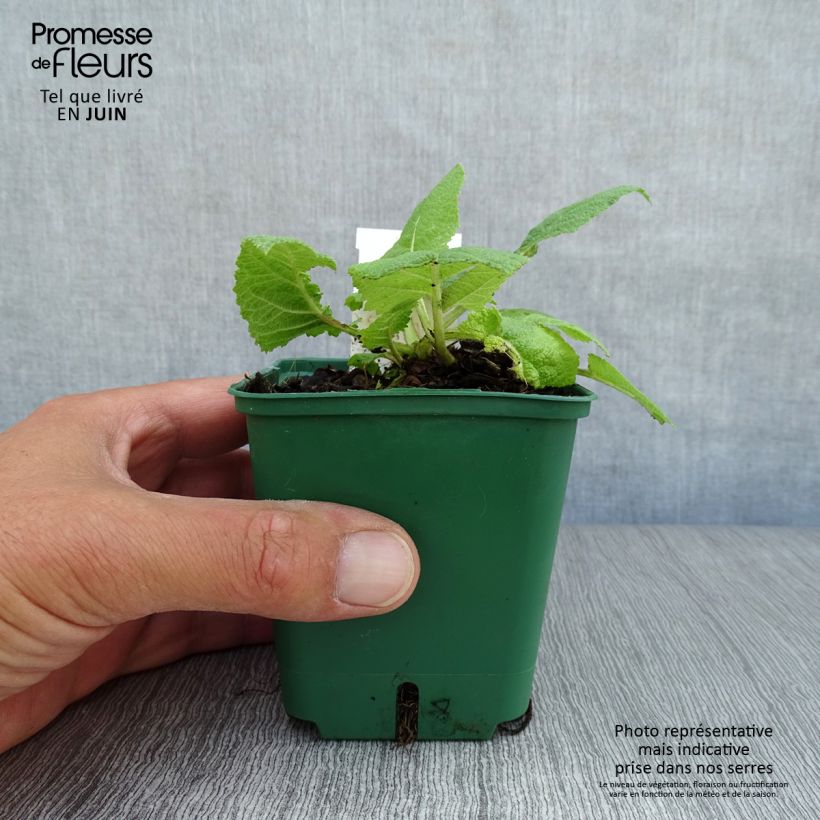 Esimerkki kesällä toimitetusta Niittysalvia Swan Lake Taimiruukku 8/9 cm-taimesta